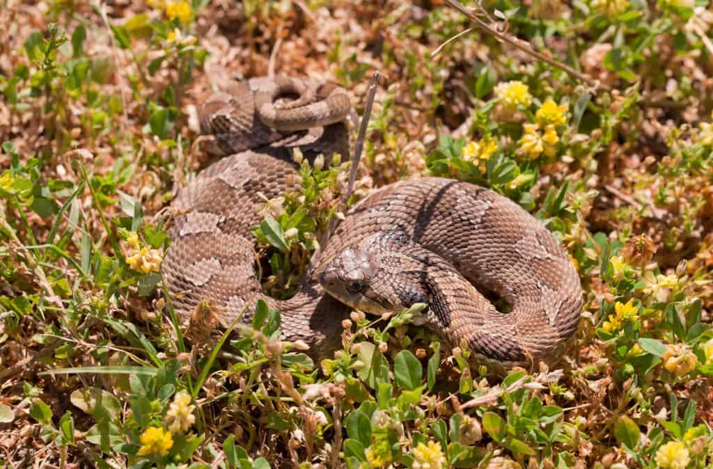 Western Hognose snake, partially coiled, resembling a rattlesnake, camouflaged in grass