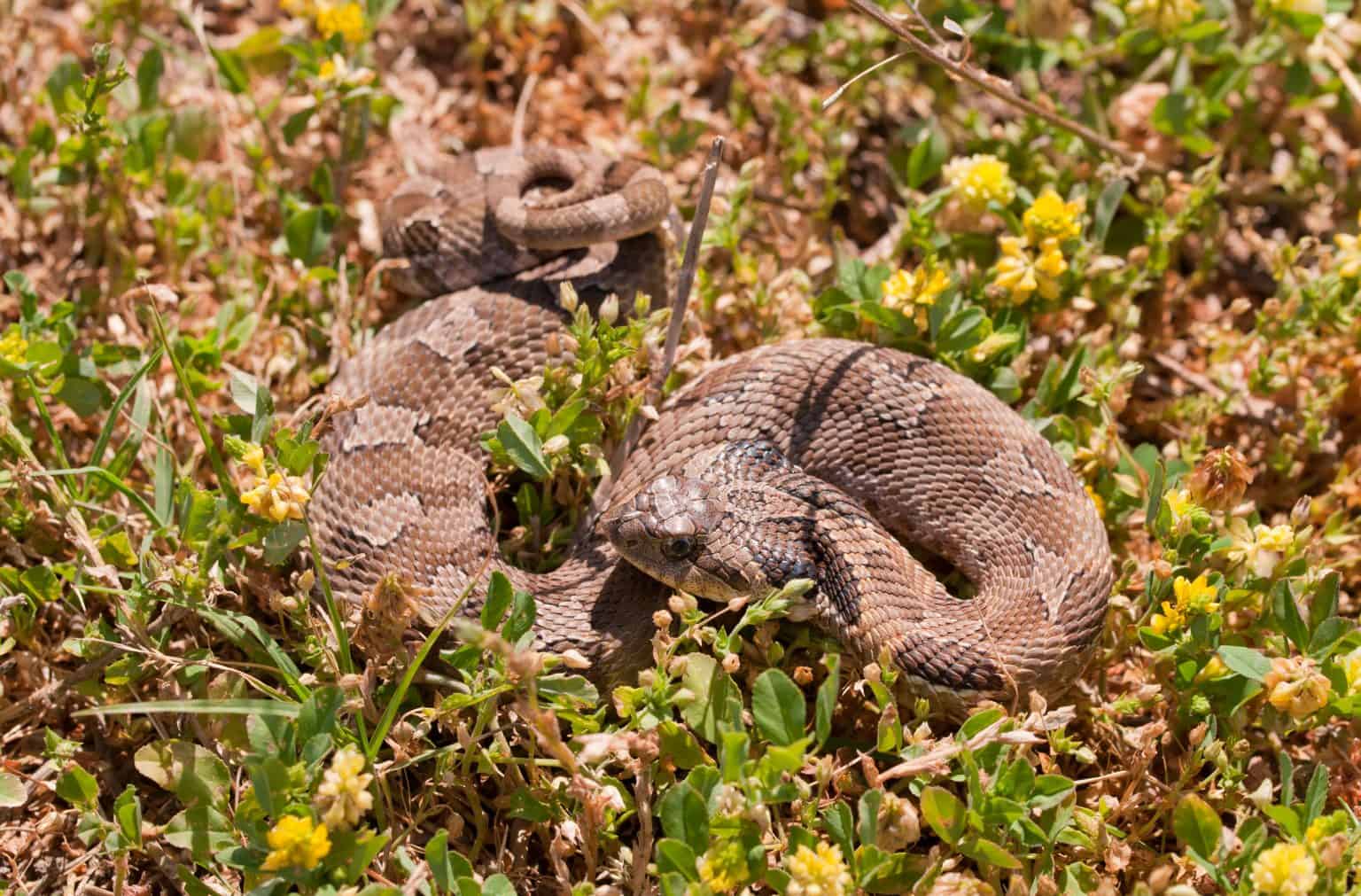 Western Hognose Snake: Care Guide Checklist For Beginners