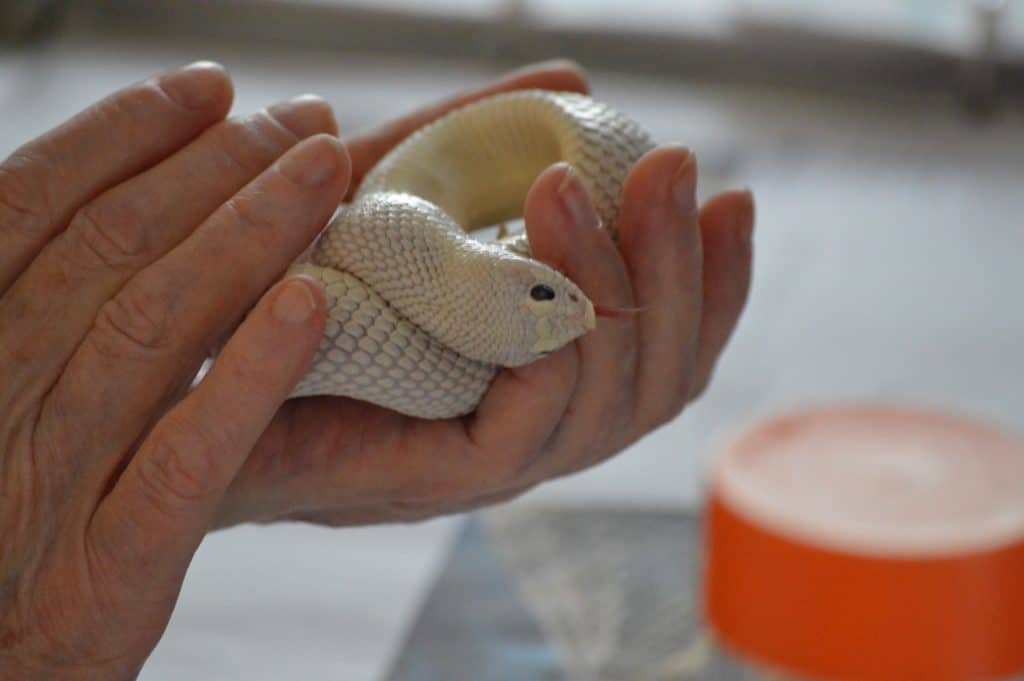 Holding a Hognose snake in the palm of your hand