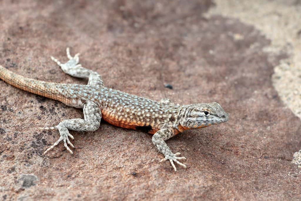 Side-blotched Lizard on a Rock