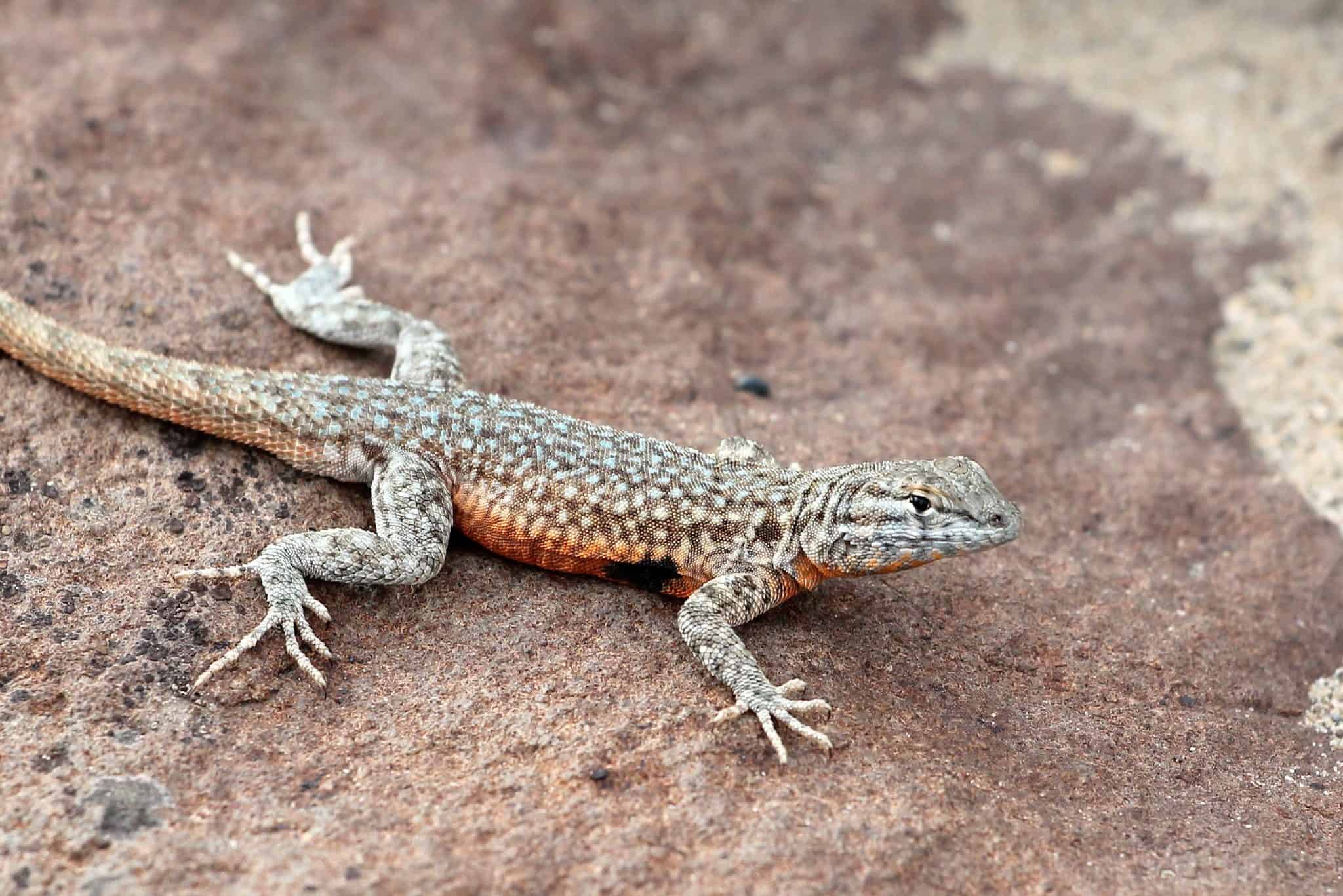 45 Texas Lizards That Are Native to the Lone Star State