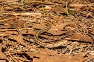 45 Texas Lizards That Are Native To The Lone Star State