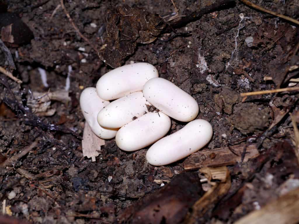 Snake eggs on the ground.