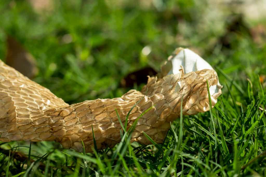 The shed skin of a snake after molting