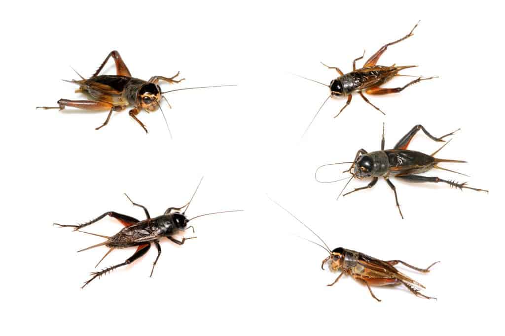 Different Types of Crickets