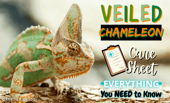 veiled chameleon color chart