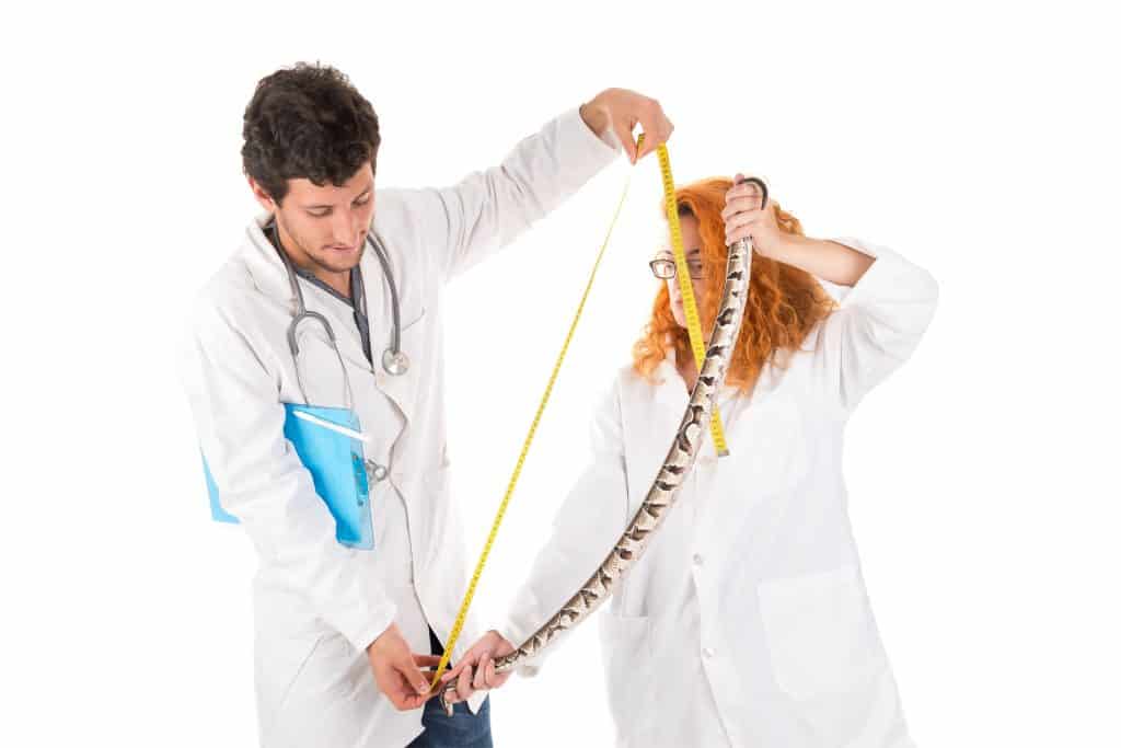 Veterinarian measuring snake length