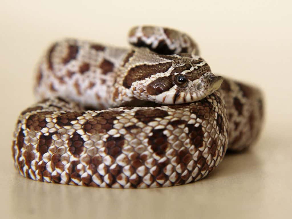 Western Hognose Snake Image
