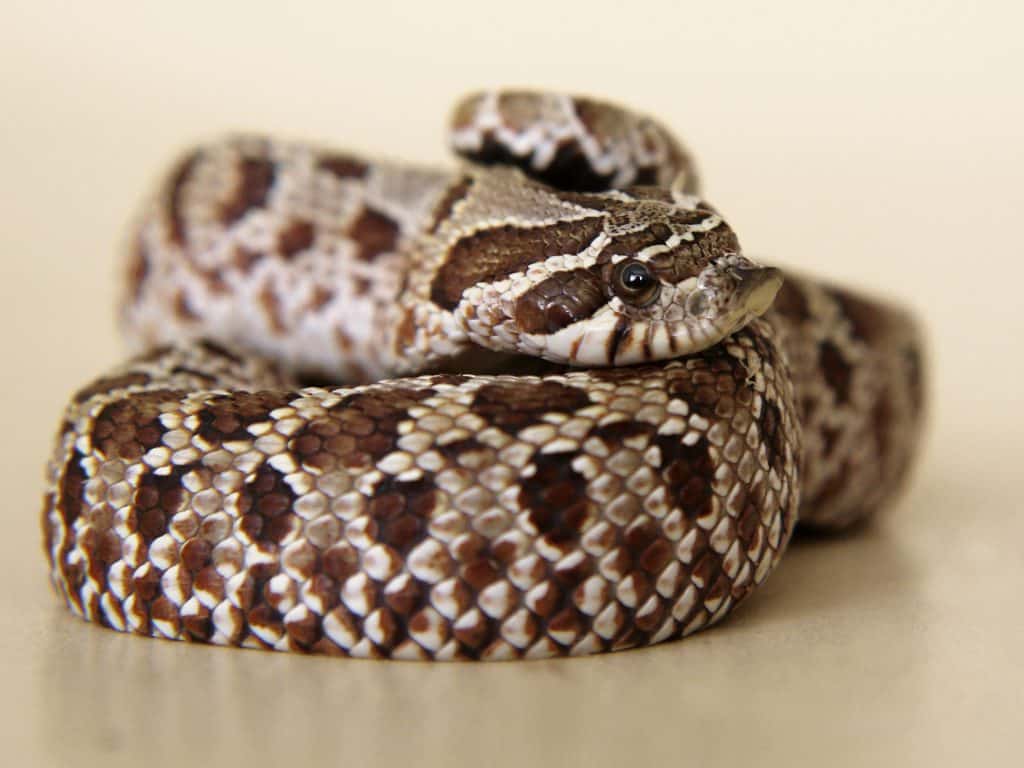 Hognose snake playing dead, He's so convincing that he even…