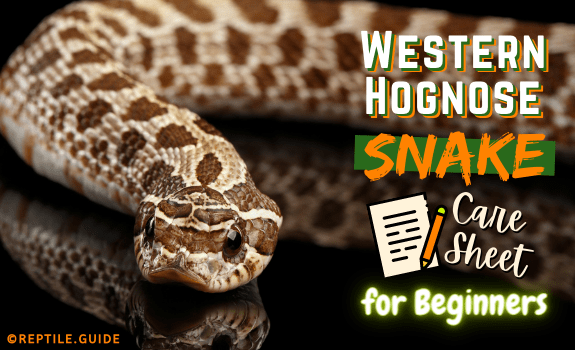 Western hognose snake