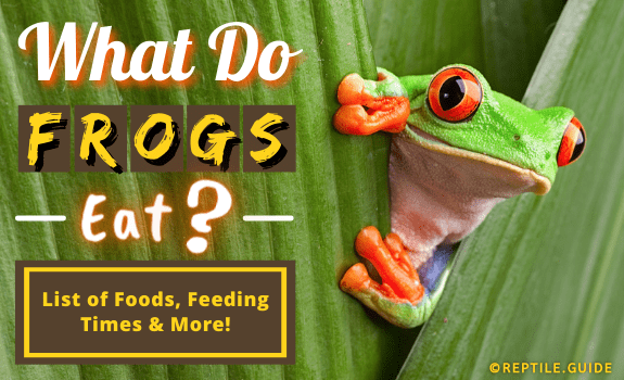 What Do Frogs Eat List of Foods Feeding Times and More