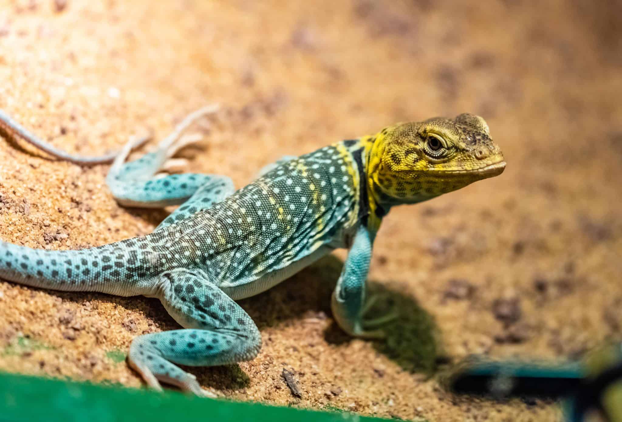 blue tailed lizard