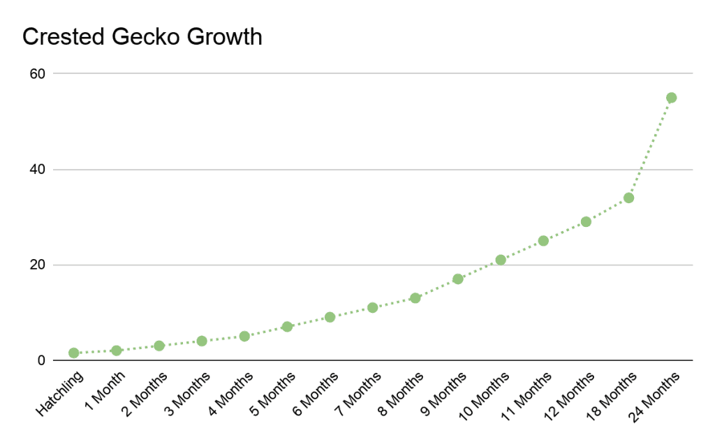 crested gecko growth chart