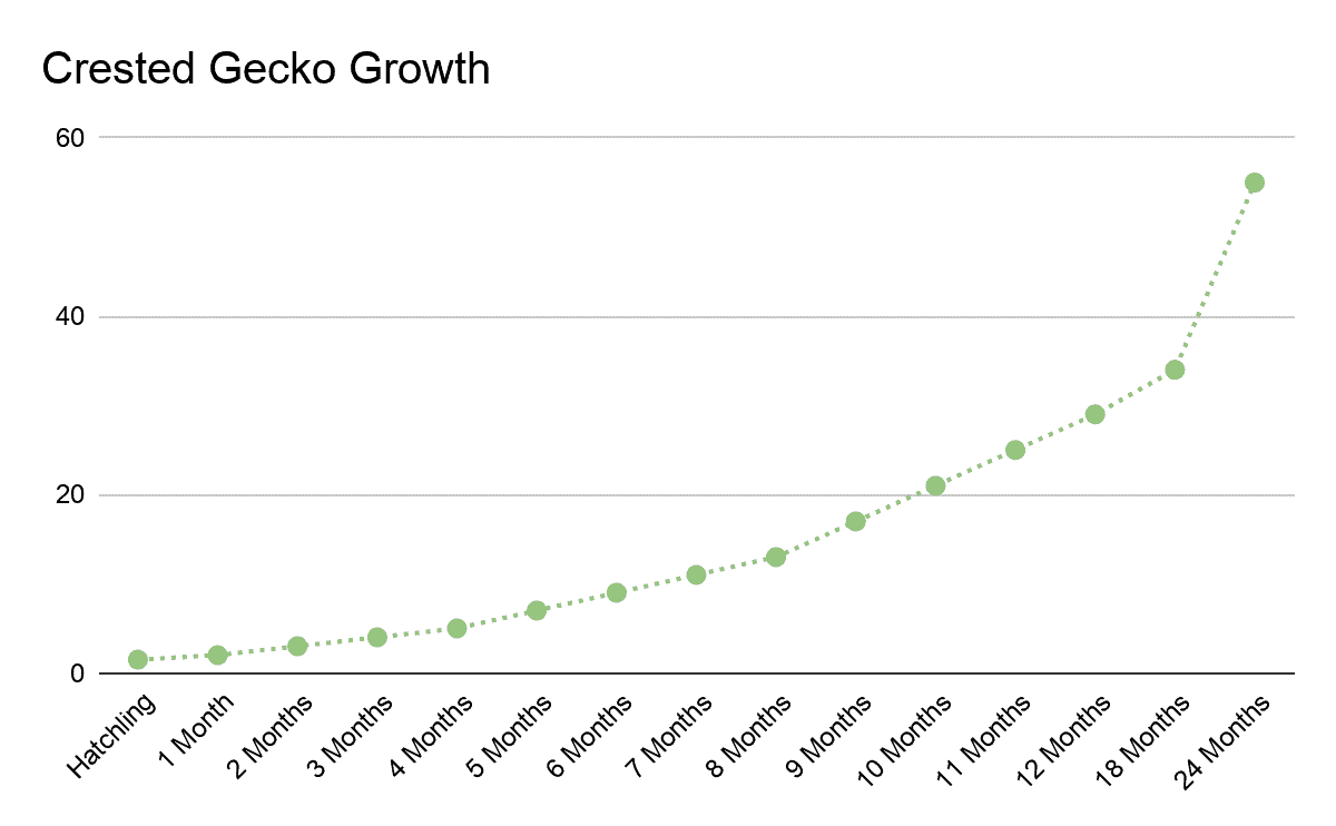 Crested Gecko Care Sheet (Beginner Friendly) Reptile.Guide