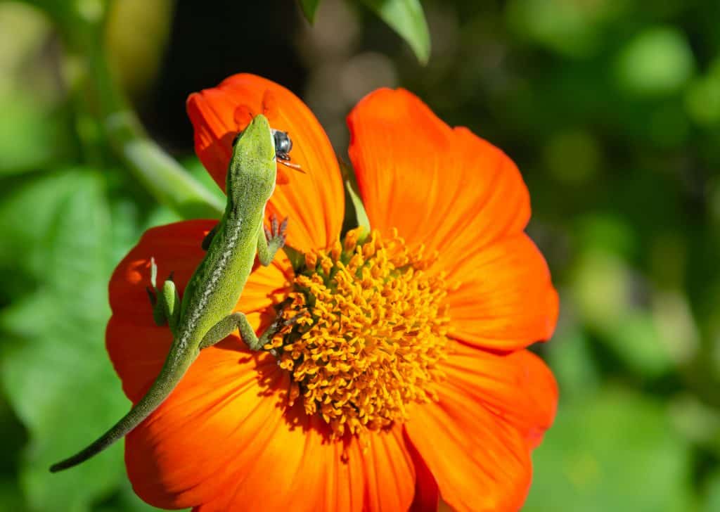 Female green anole