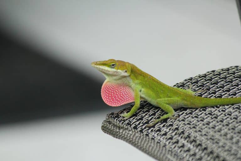 Green Anole Care Sheet Diet, Habitat, &amp; More Great Tips