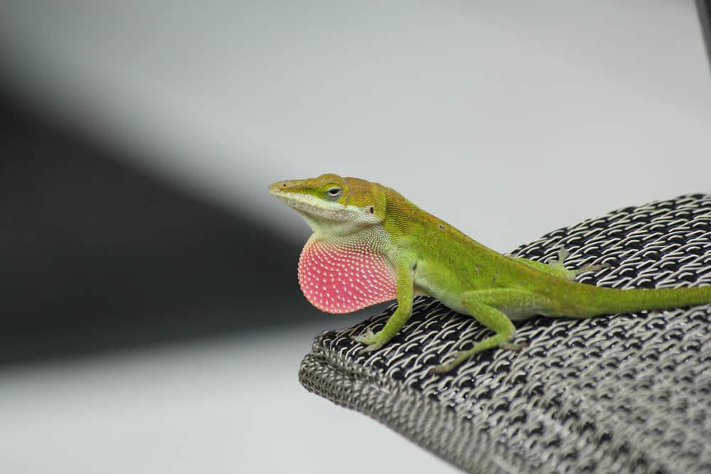 what do green anoles eat