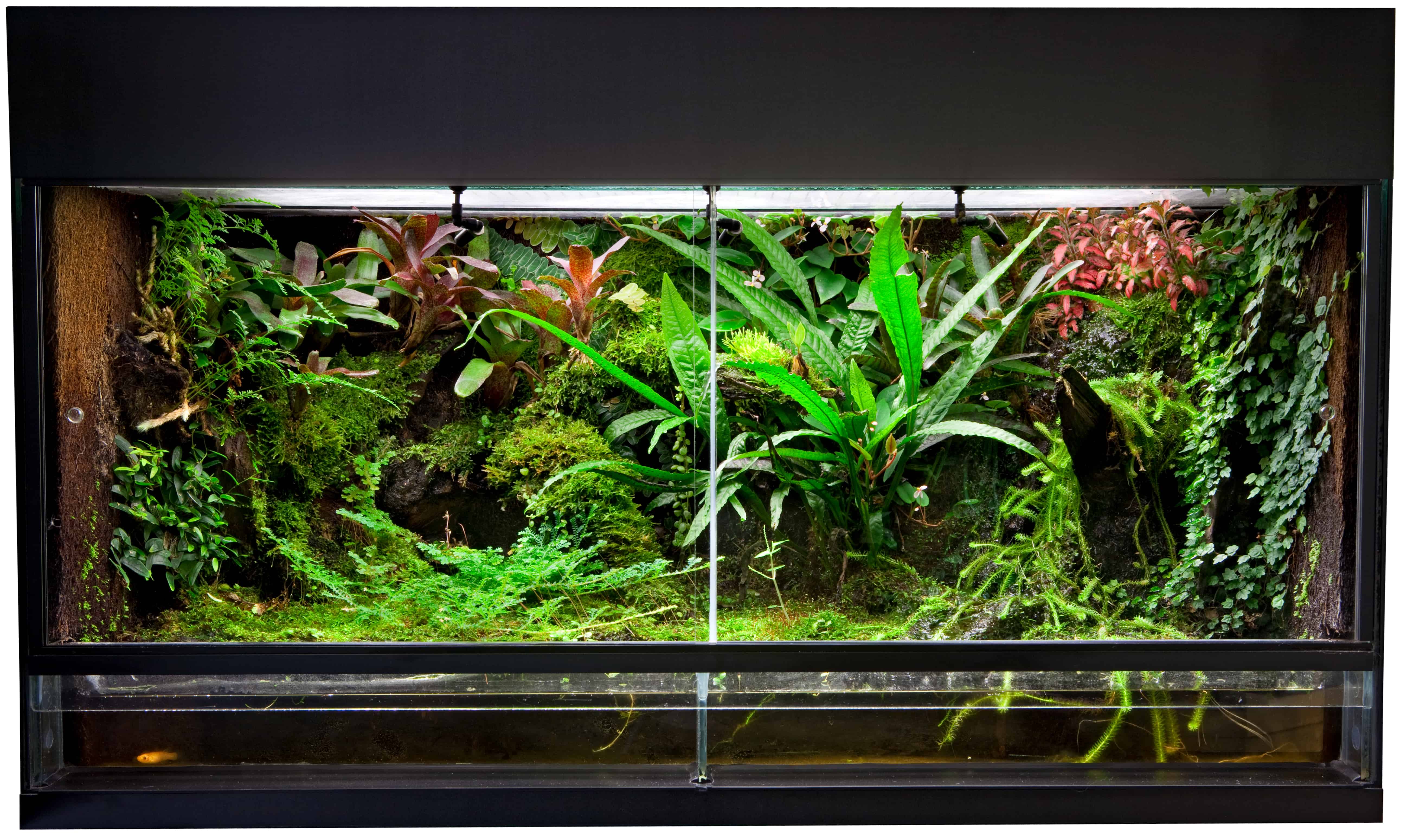 rain forest terrarium