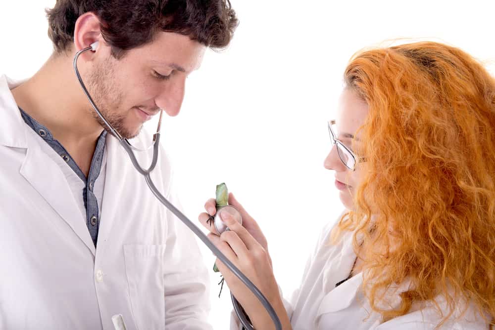 veterinarians with small anole