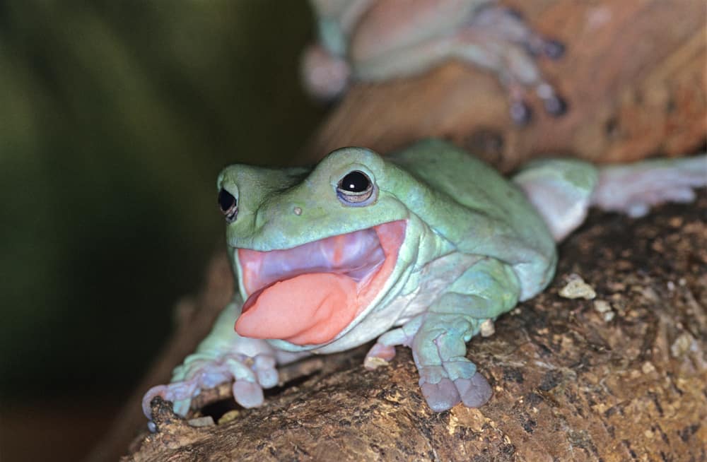 A White's tree frog uses its sticky tongue to catch prey.