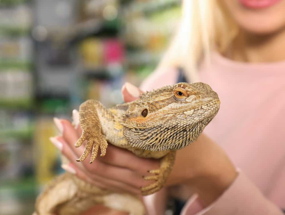 Young woman holding agama lizard in pet shop, close up view
