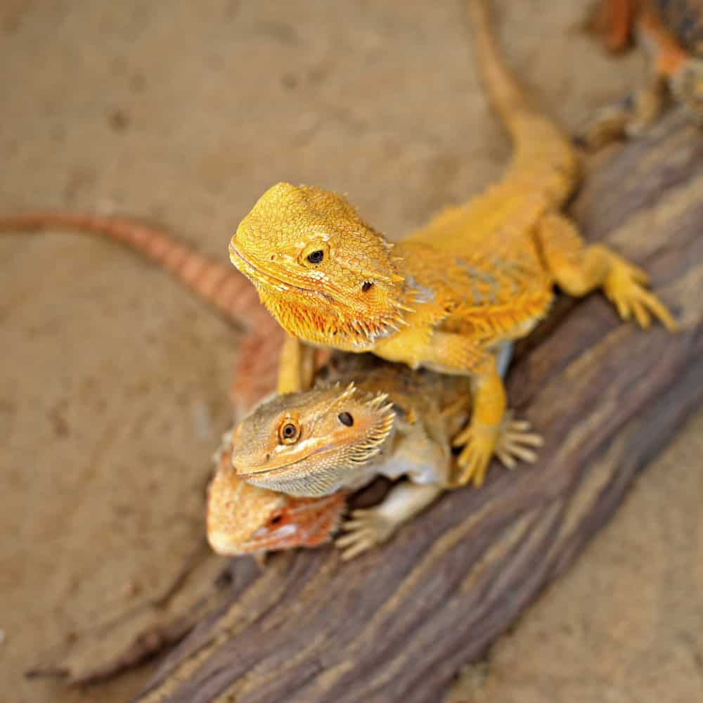 3 Bearded dragon in yellow and orange on a trunk