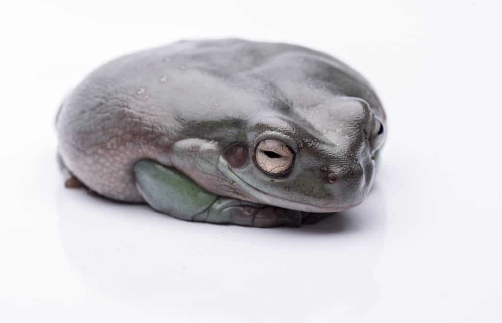 A big, fat Australian Tree Frog, sitting on the ground.