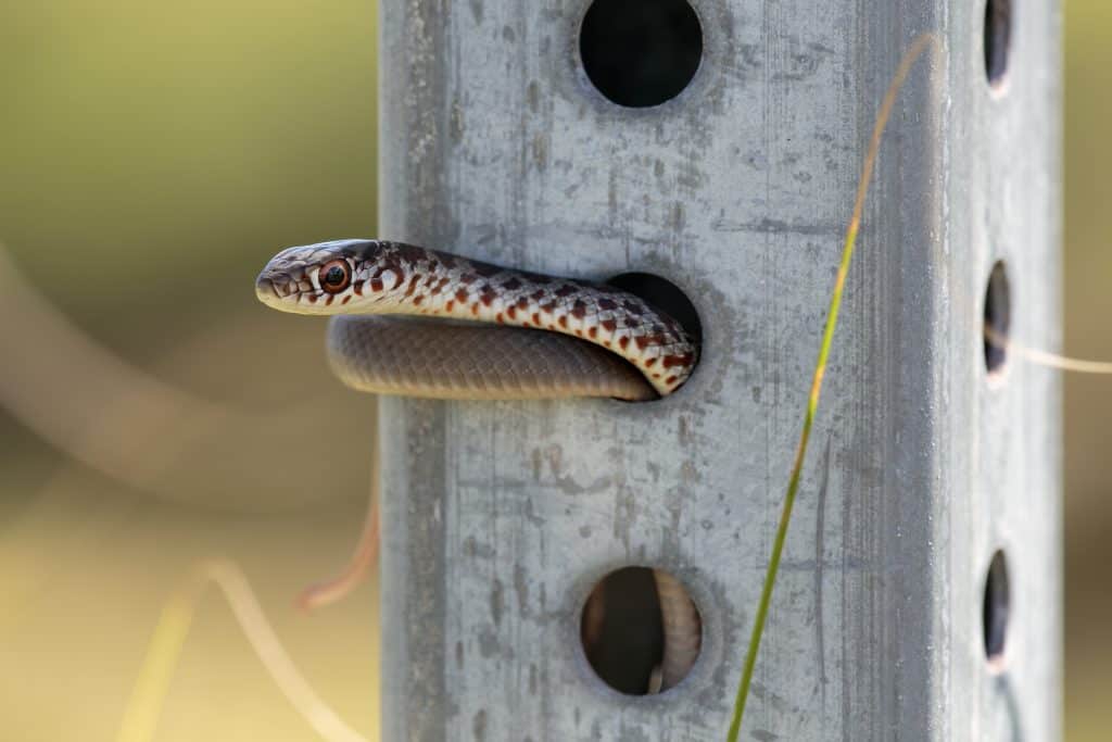 A juvenile Southern Black Racer snake