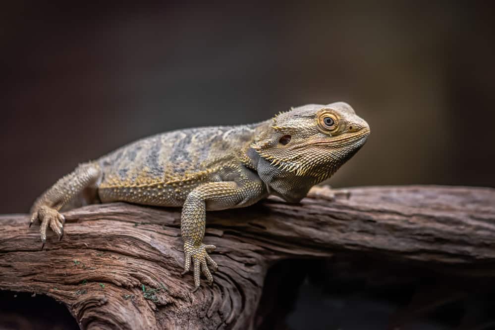 A mature bearded dragon lying horizontally on a wood