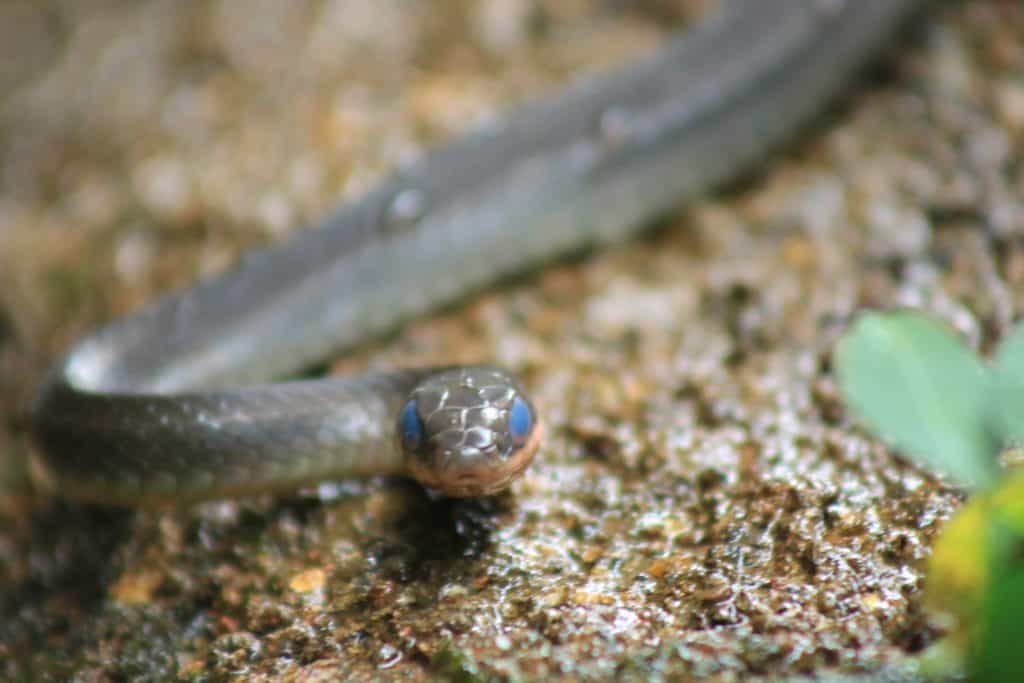 A snake of the racer family, chironius with blue eyes 