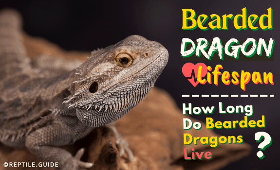 bearded dragon lifespan