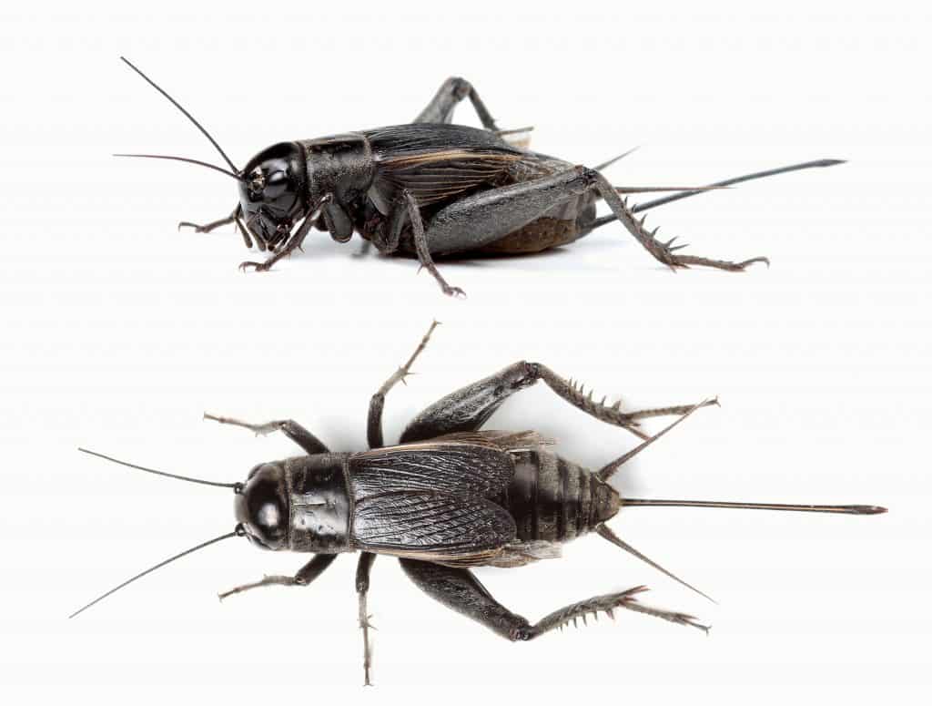 Top and side view of black cricket