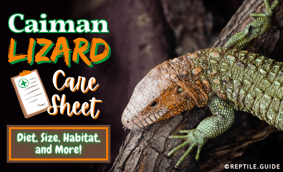 Caiman Lizard Care Sheet Diet, Size, Habitat and More