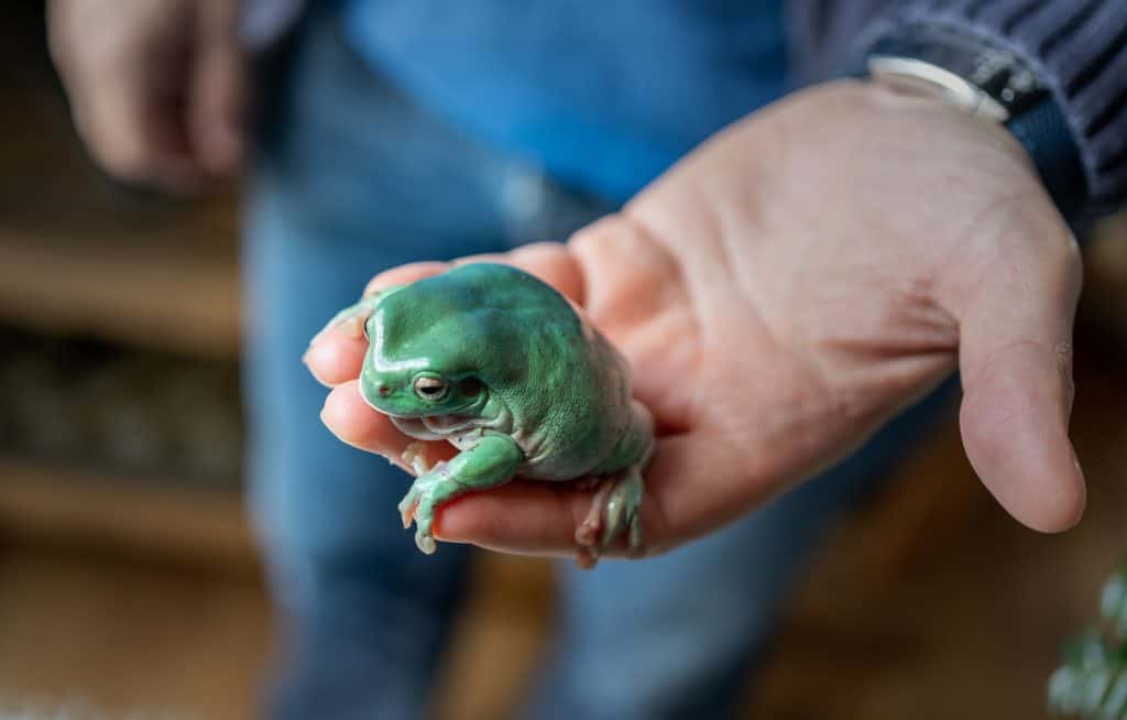 close-up view of australian green tree frog Ranoidea caerulea on a hand
