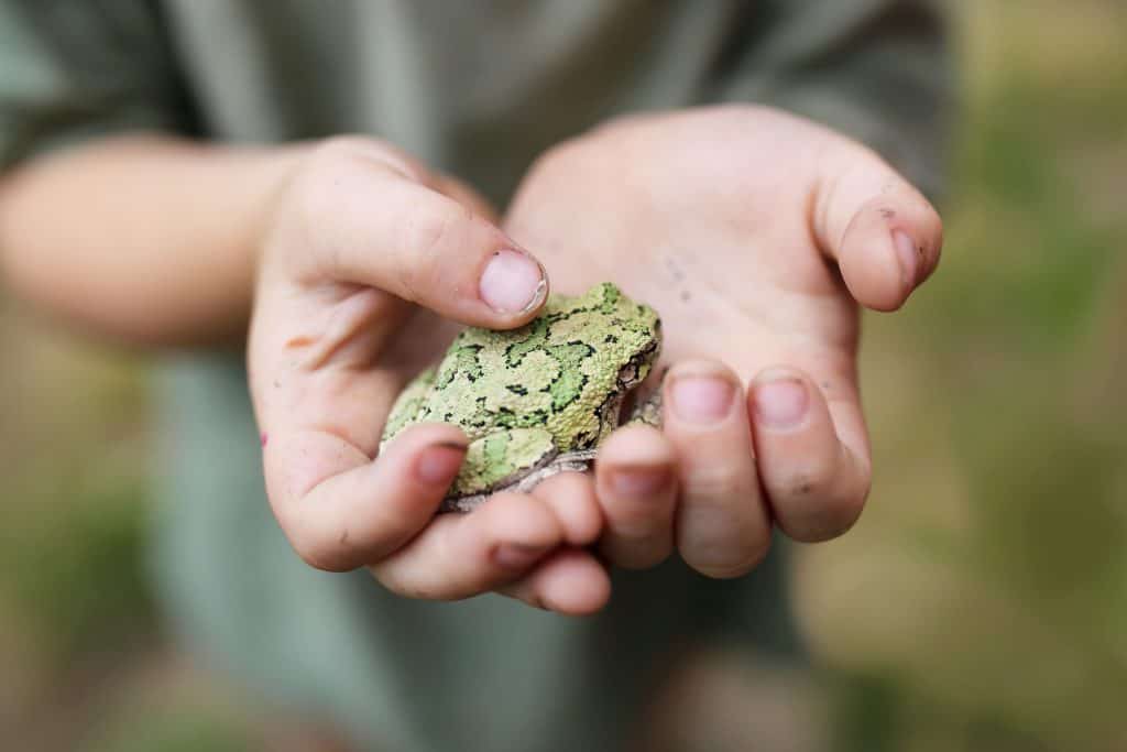 Frog Forum - Gray Tree Frog Care and Breeding