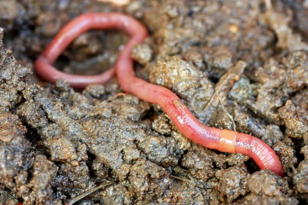 Earthworms