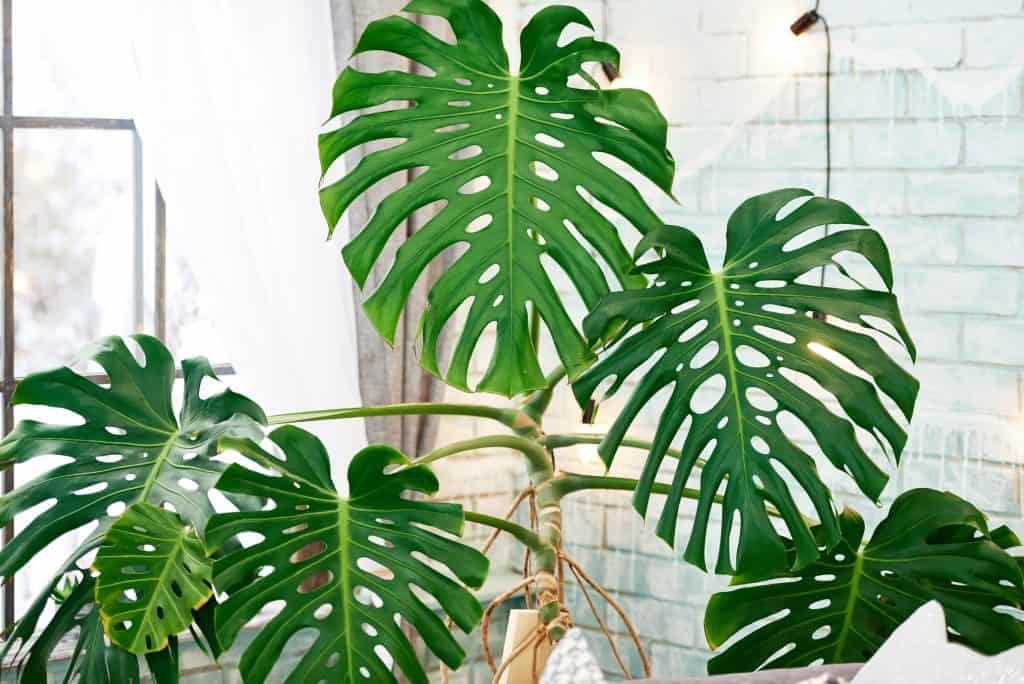Exotic tropical Monstera palm leaves