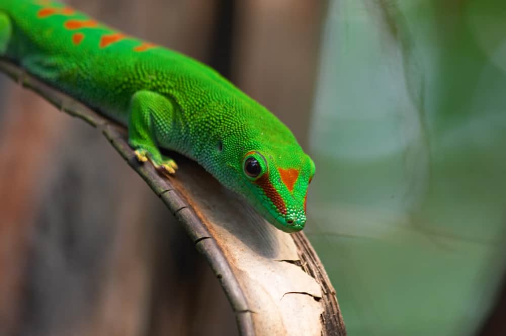 Giant Day Gecko with green skin