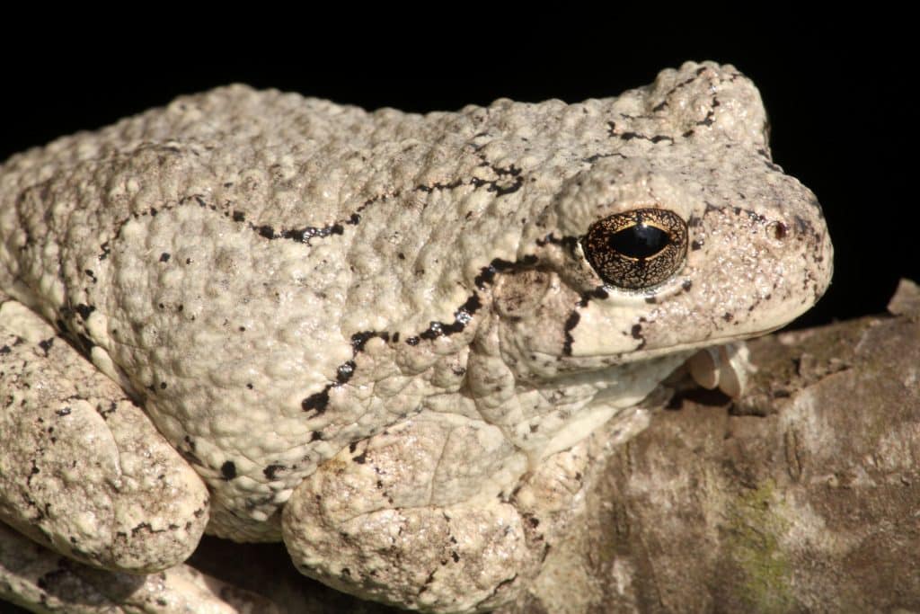 Gray Tree Frog (Hyla versicolor) on a tree with a black background