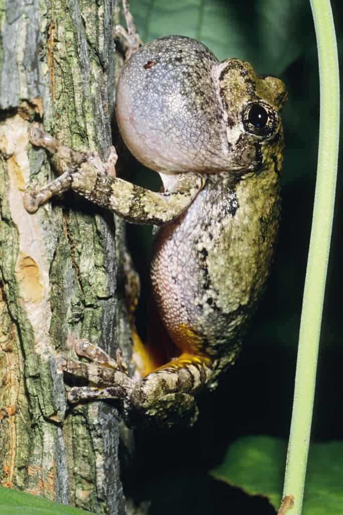 Gray Treefrog Communicating