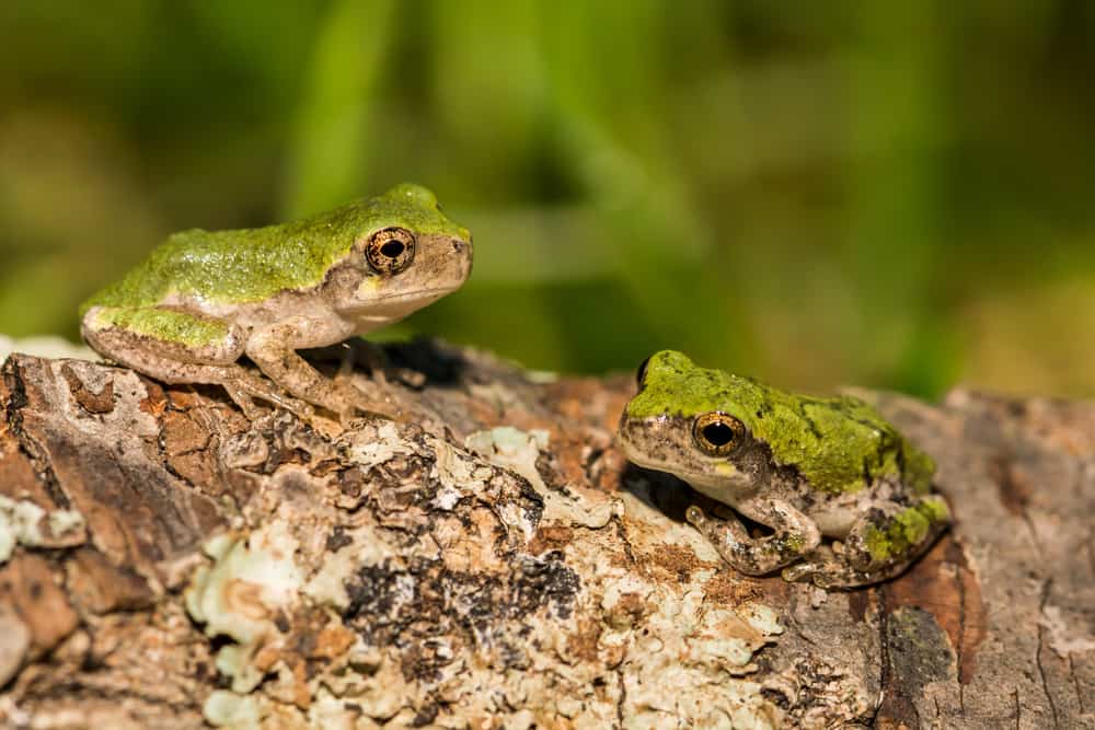 how many can the gray tree frog lay eggs