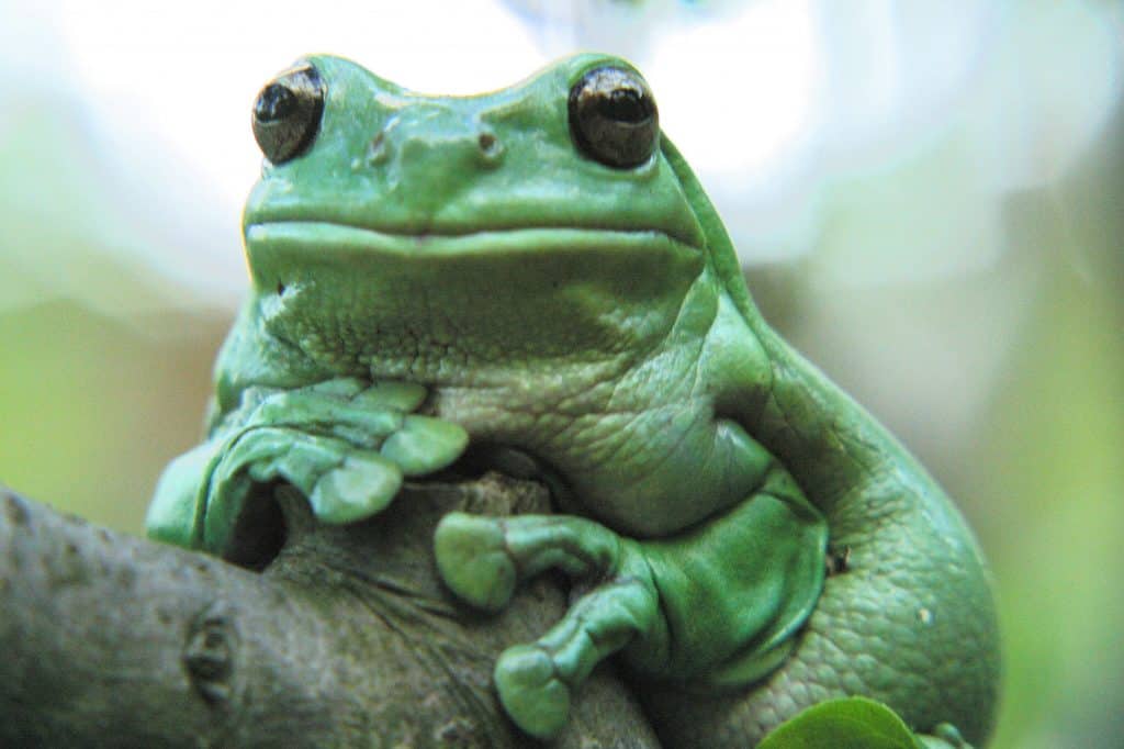 Big Green Frog, white's tree frog