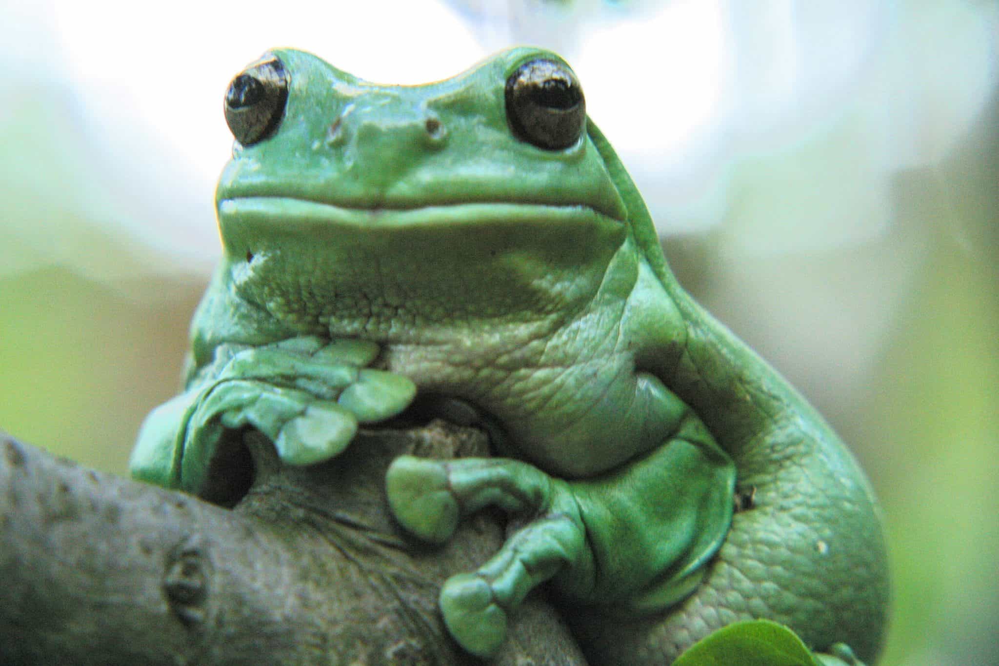 australian white tree frog that is purple