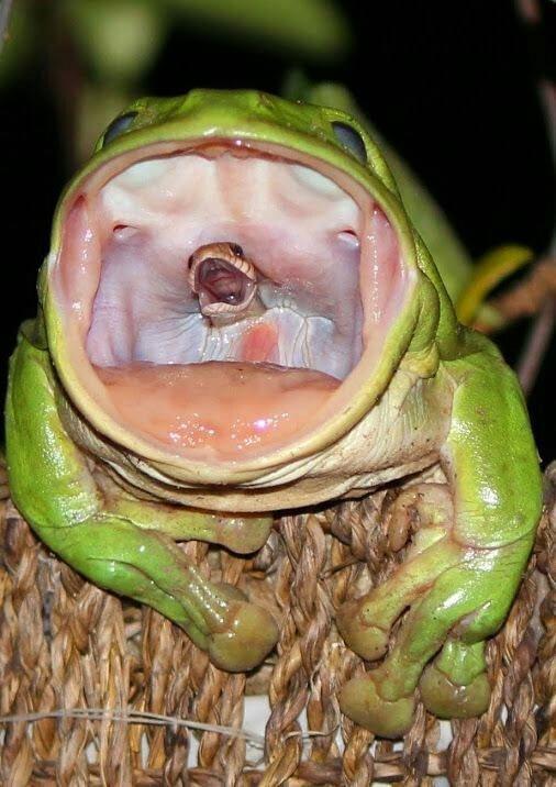 Snakes final breath as it's swallowed alive by frog