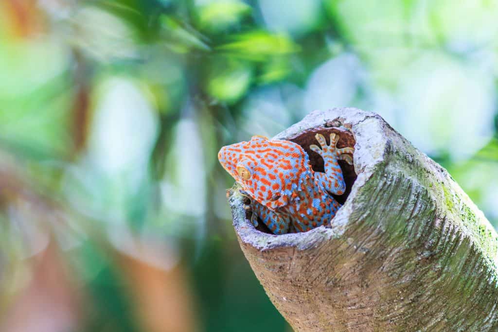 Tokay Gecko inside cork tunnels