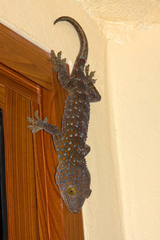 Tokay gecko in Thailand, close up .