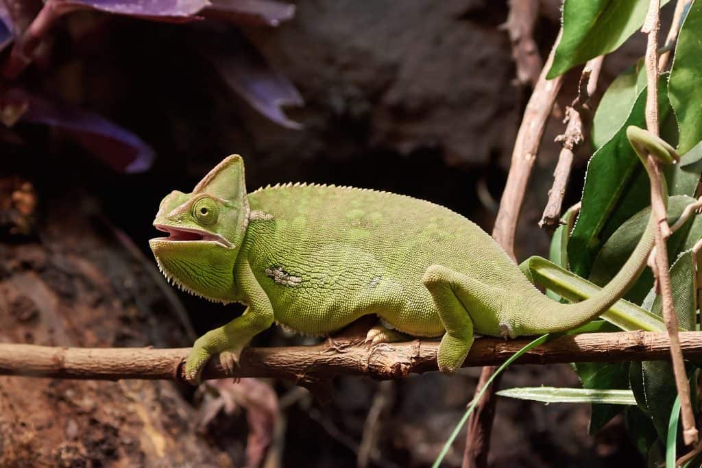 Veiled chameleon resting on a branch in its habitat