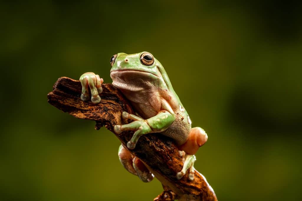 White's Tree Frog (Litoria caerulea) - closeup view