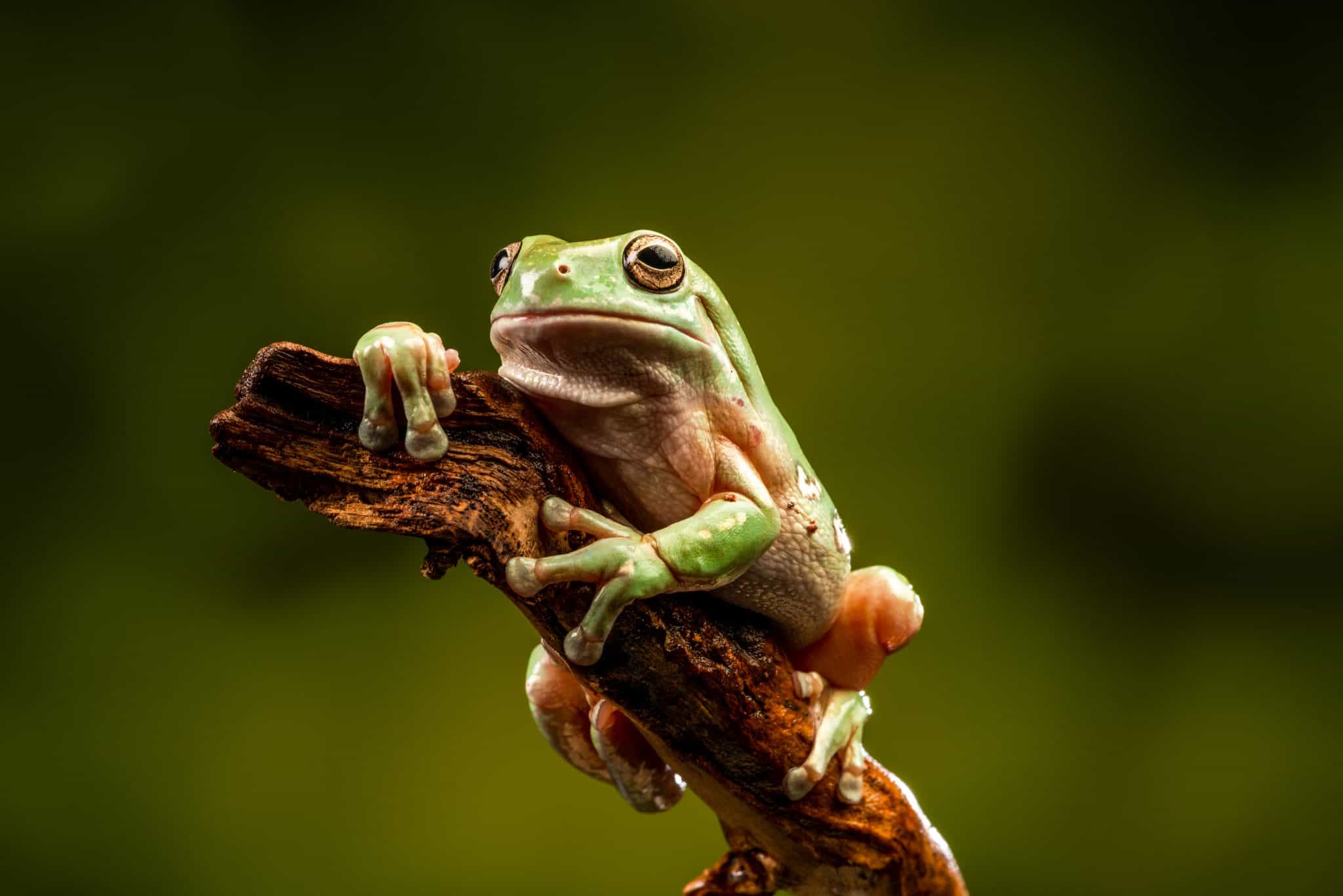 whites tree frog purple