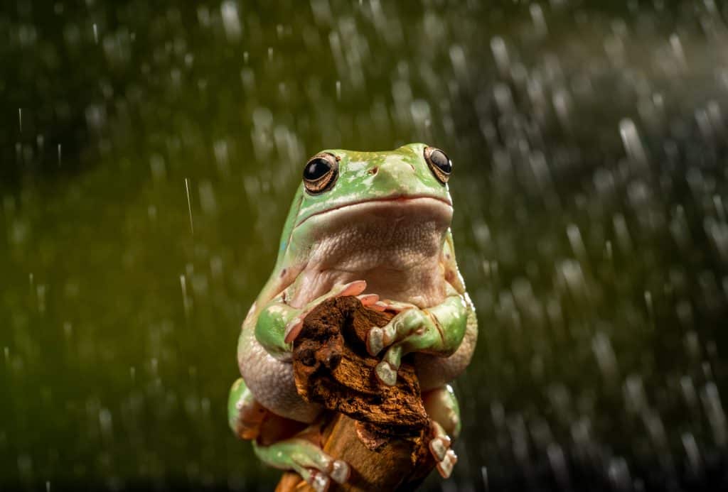 White's Tree Frog (Litoria caerulea) in the rain